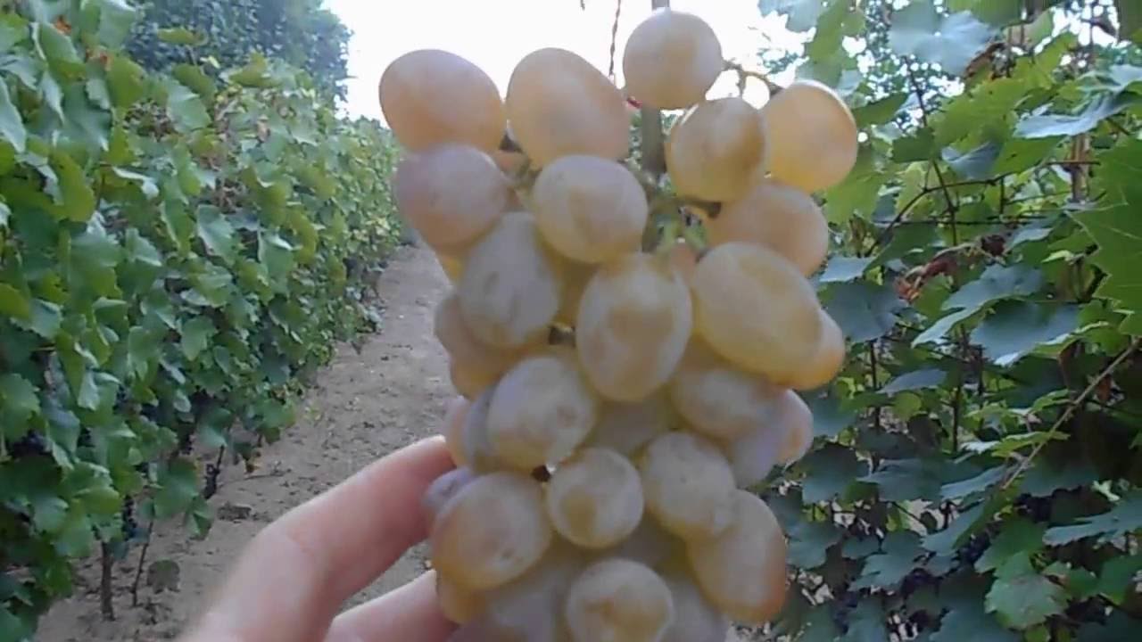  Teréz szőlő